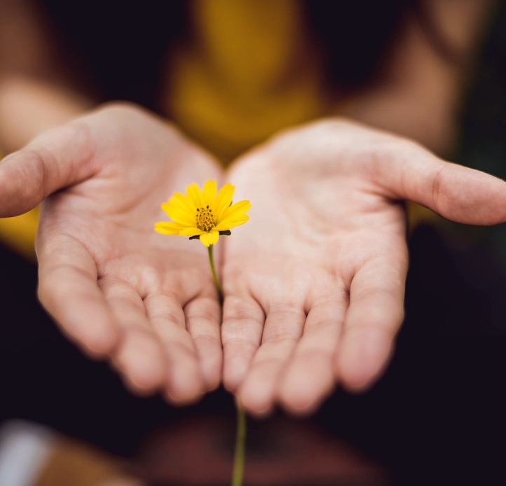 Hands holding a daisy