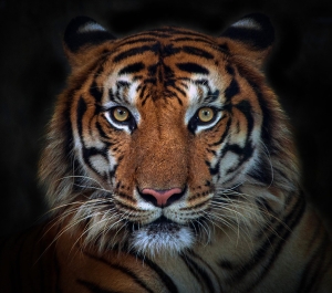 Bengal tiger on black background